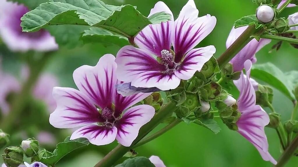 По всей Европе Malva sylvestris (лесная) часто называется Common Mallow (просвирник обыкновенный) и Marsh Mallow (болотная) хотя истинный Marsh Mallow имеет больше слизи и отличается внешне. Другими распространенными синонимами являются Blue Mallow(синяя), потому что фиолетовые цветы со временем становятся синими. Есть и другие распространенные названия, например Французский Холлихок, Полосатая, Высокая мальва и Круглолистный просвирник.