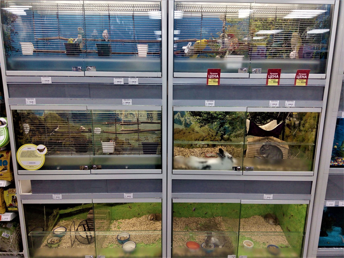 Стол в зоомагазин. Зоомагазин изнутри. В каком зоомагазине. Самый большой зоомагазин в москве с животными. В каком зоомагазине.