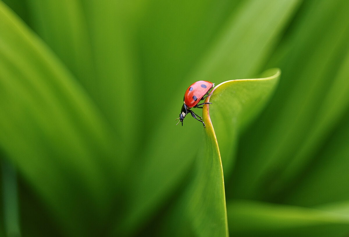 SONY DSLR-A500, ISO 200, f5.6,  1/160 с., 55 мм. (18-55mm f/3.5-5.6)