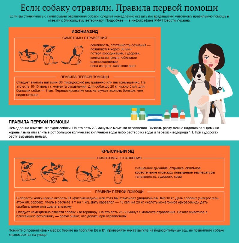 Первая помощь собаке при отравлении