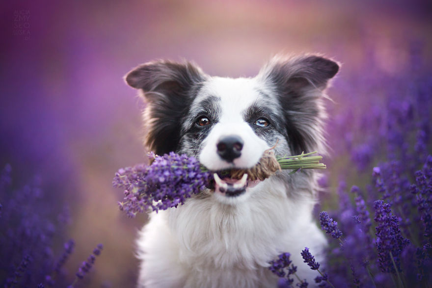 фотограф: Алисия Змысловска  https://alicjazmyslowska.pl
