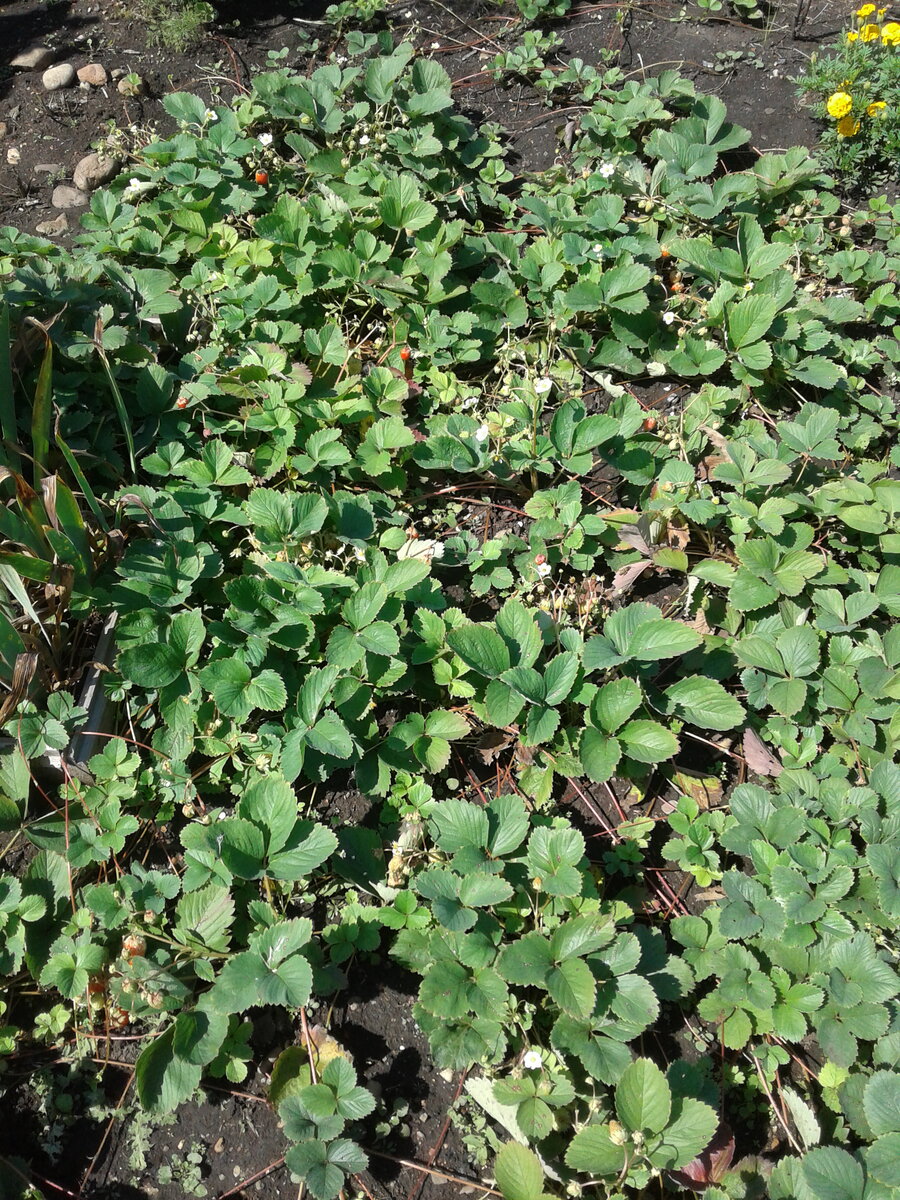 Вот так выглядит ягодная грядка теперь 