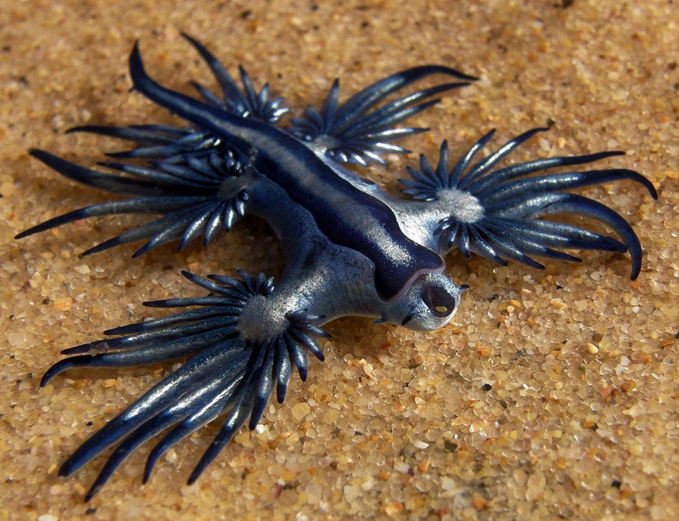 Голожаберный моллюск голубой дракон. Glaucus Atlanticus голубой дракон. Морской Голожаберный моллюск главк. Голожаберные моллюски голубой ангел.