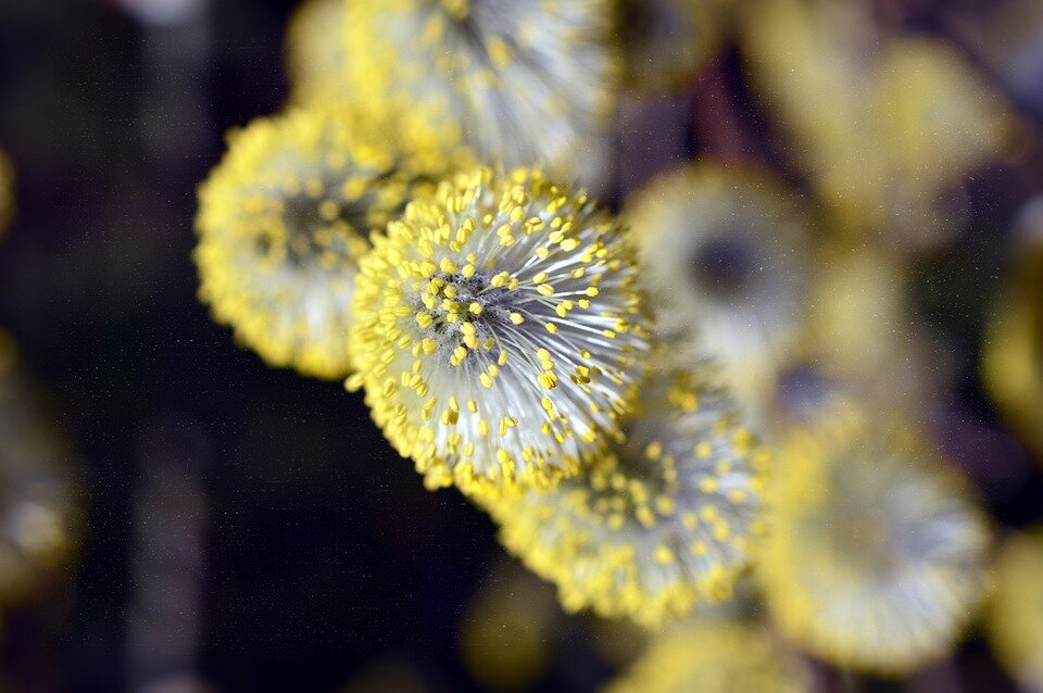 https://cdn.pixabay.com/photo/2019/03/20/15/53/willow-catkin-4068828_960_720.jpg