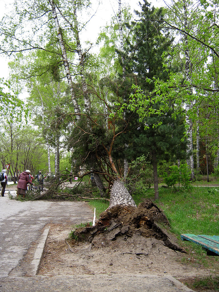 Поваленная сосна в новосибирском Академгородке на улице Ильича