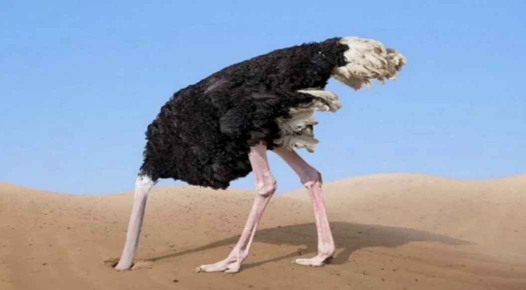 Источния: Яндекс.Картинки