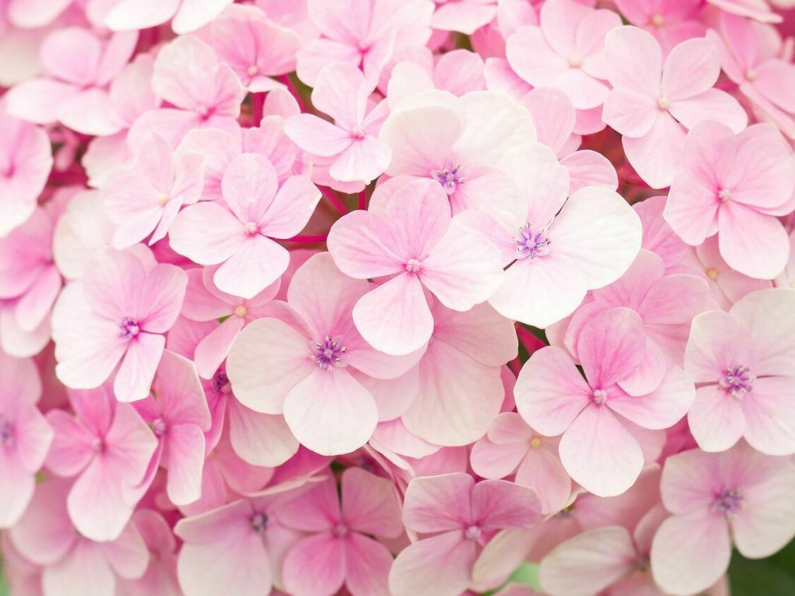 Гортензия / ФОТО: Dreamstime