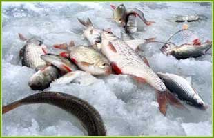 Не ленитесь сверлить лунки. В пору глухозимья рыба пребывает в полусонном состоянии. Как говориться "если гора не идет к Магомету...", то проще самому подойти к рыбе, чем ждать когда же рыба проснется.