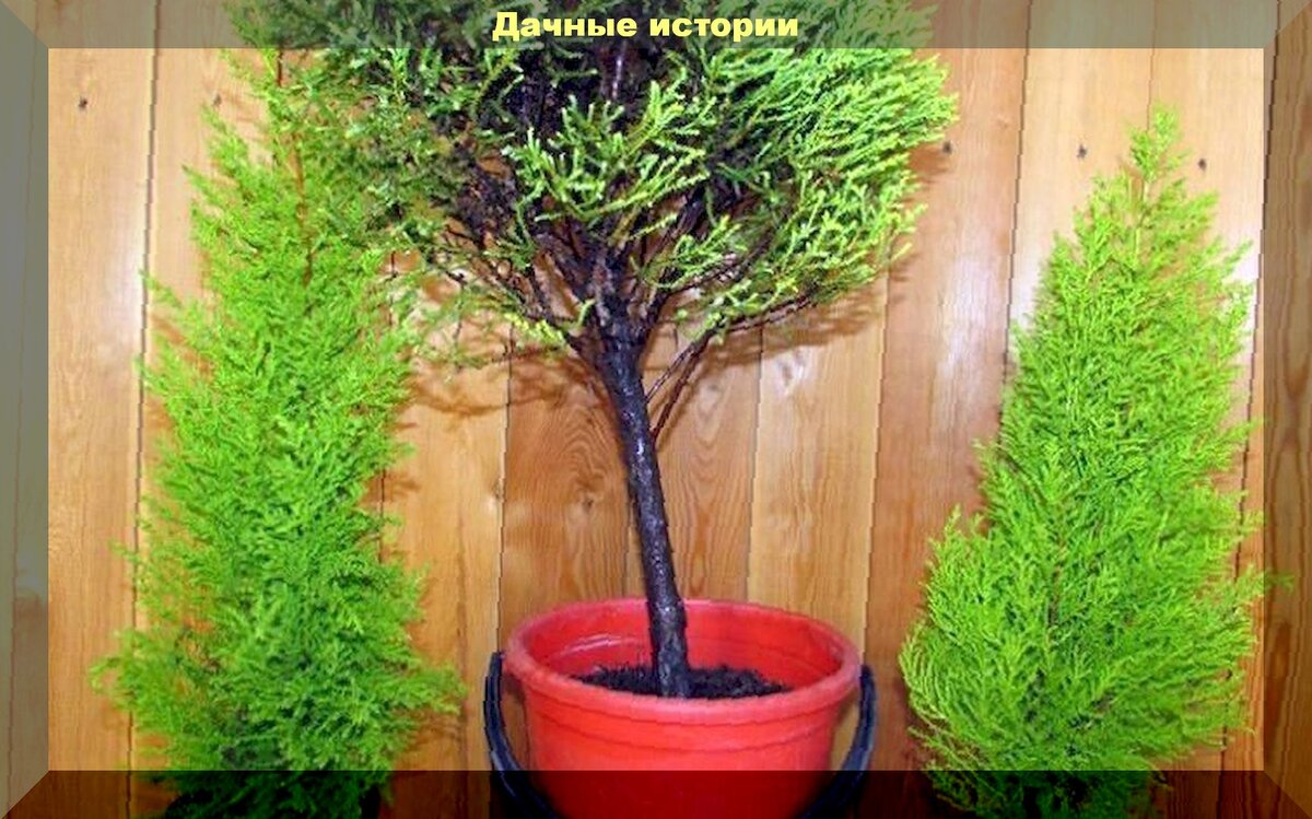 https://vk.com/photo-159774511_457243487