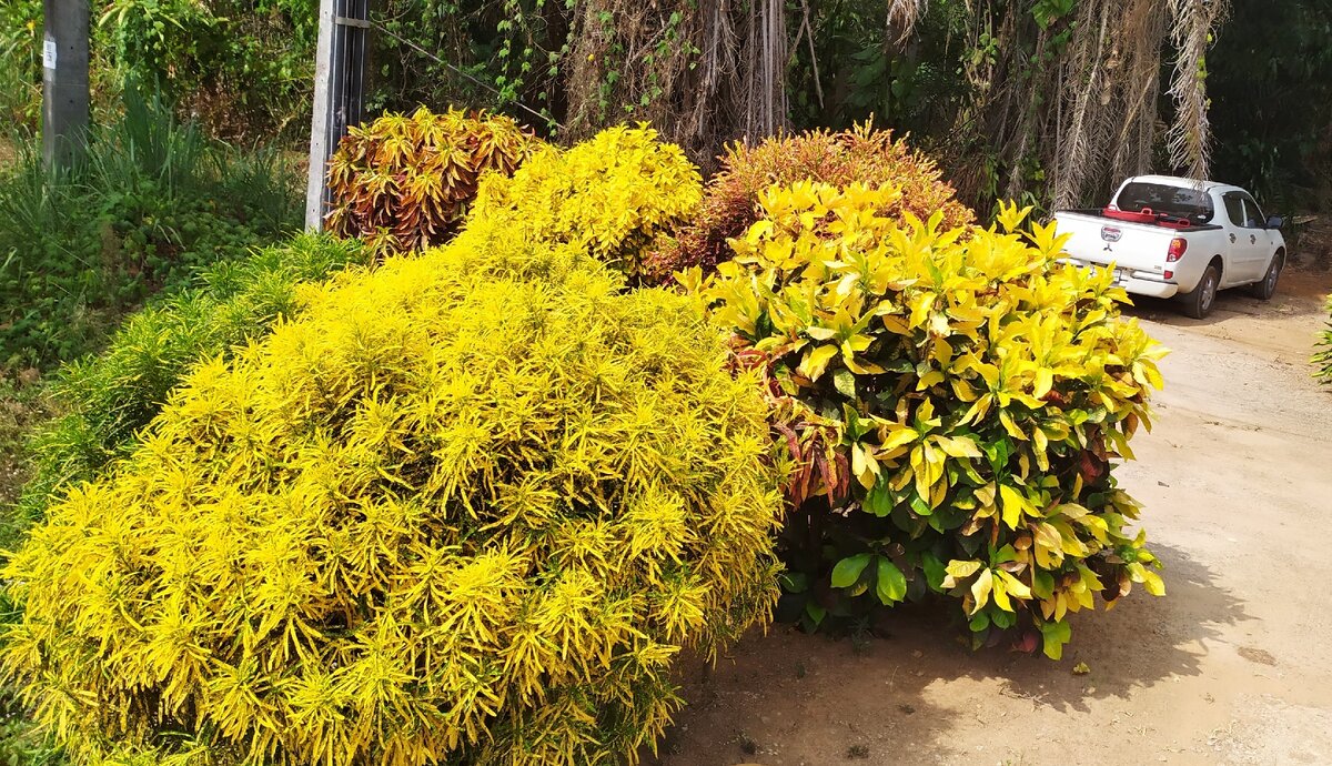 Разные кротоны (codiaeum), фото мое 