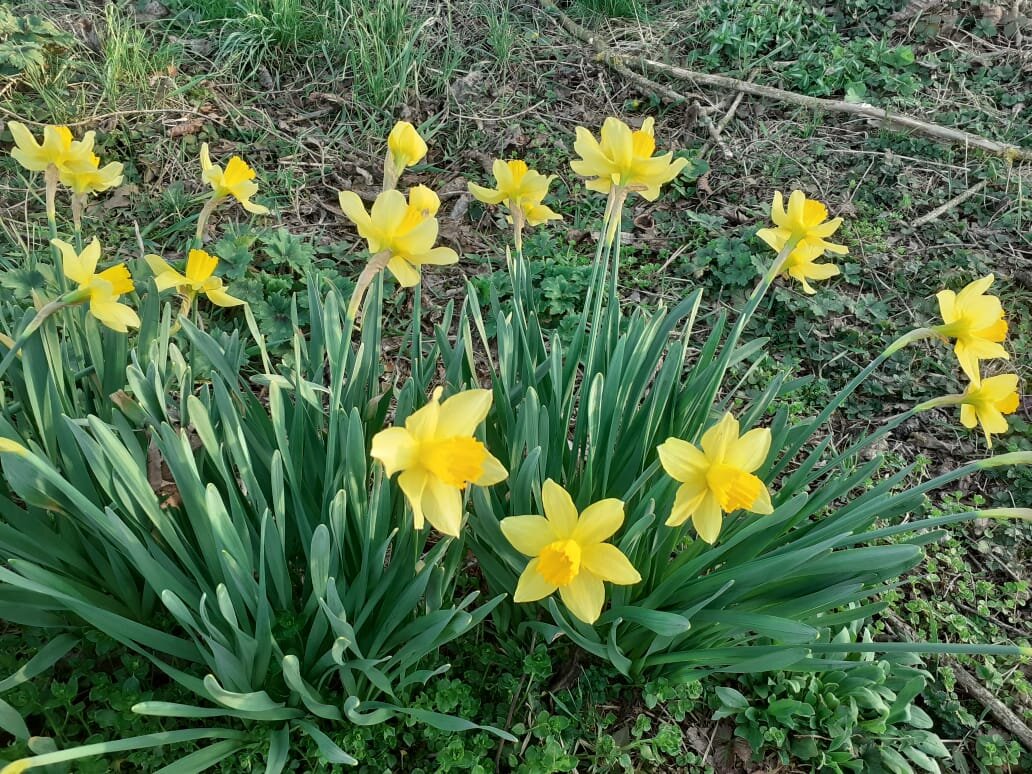 Цветов вам для настроения)