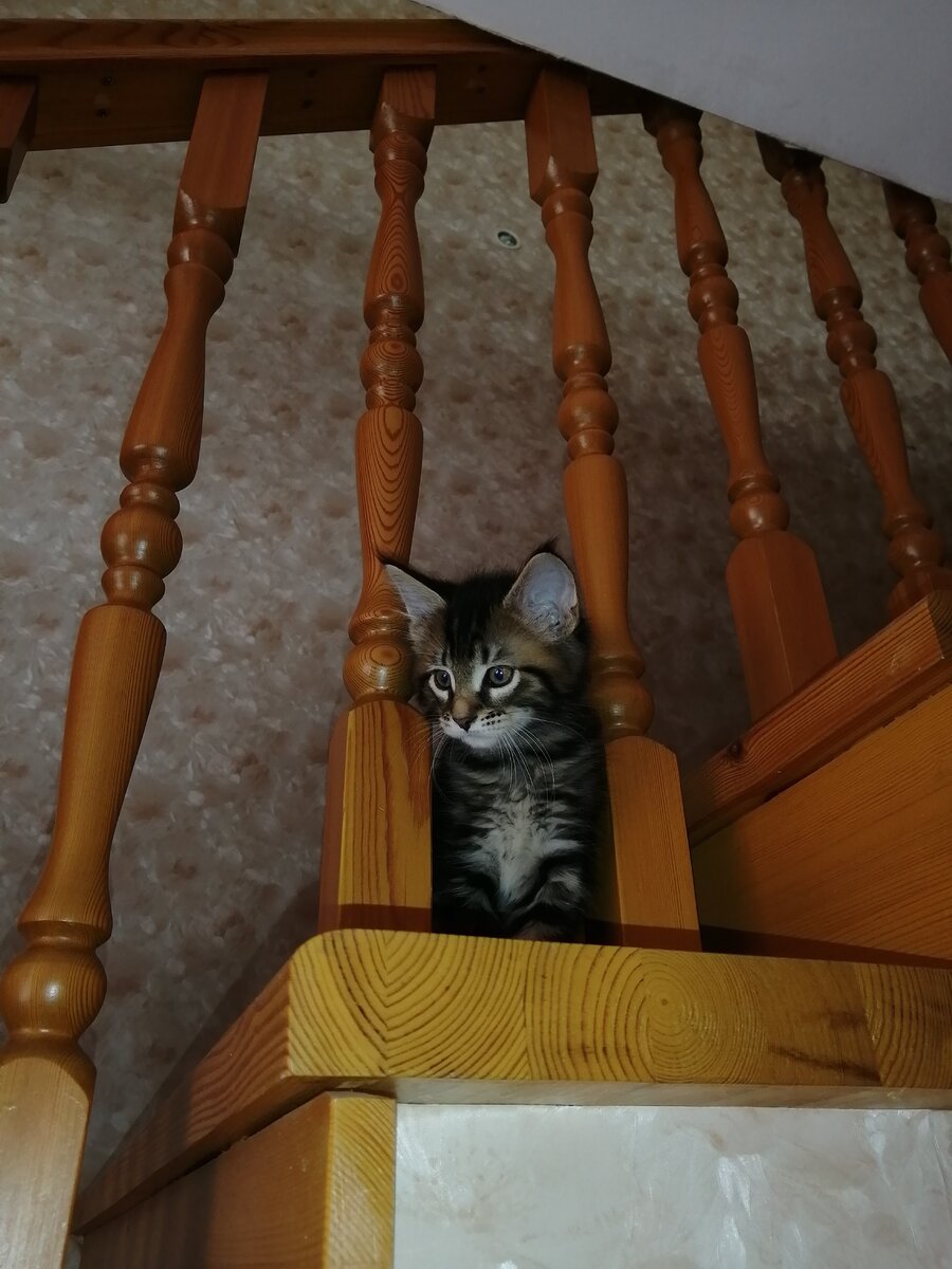 Был такой маленькой крошкой, когда приехал жить к нам. Но не долго))