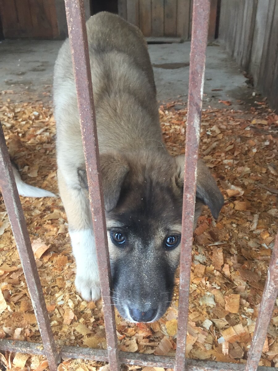 просто хороший пёс 