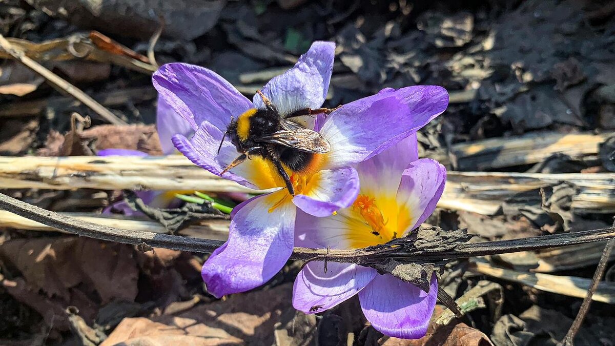 Весна набирает обороты: появились первые самки шмелей. 😍🐝 | Природа  Москвы | Дзен