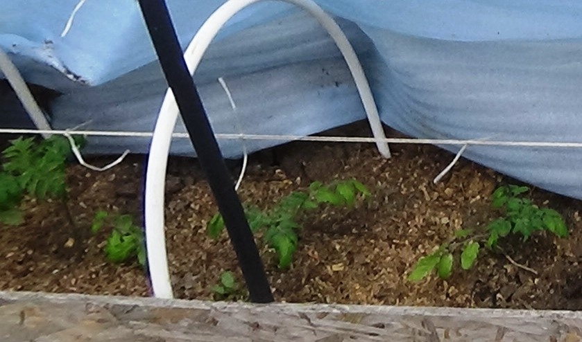 Томаты семенами в грунт