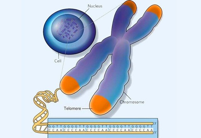Теломеры - кончики хромосом. Фото: wikipedia.org