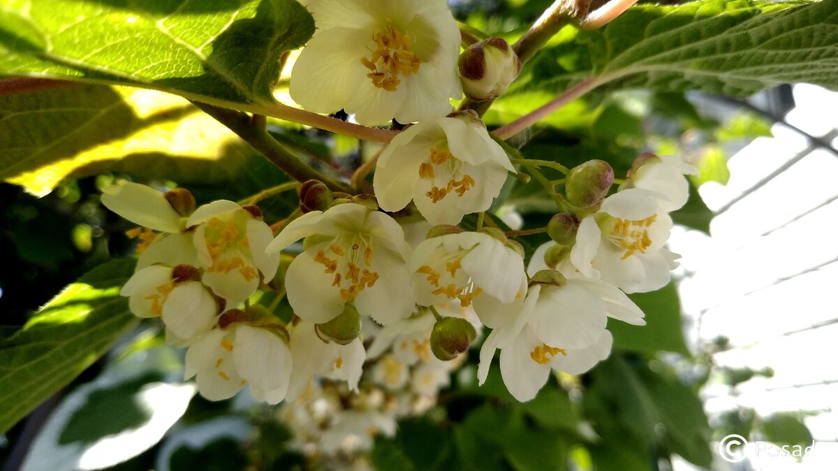 Мальчишка - актинидия цветёт.