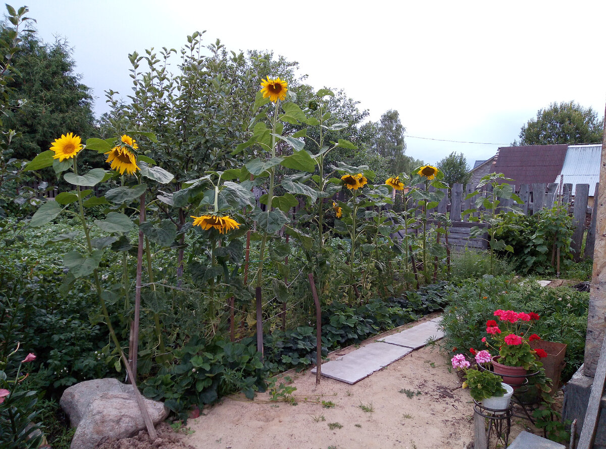 Подсолнухи в этом году просто красавцы. 