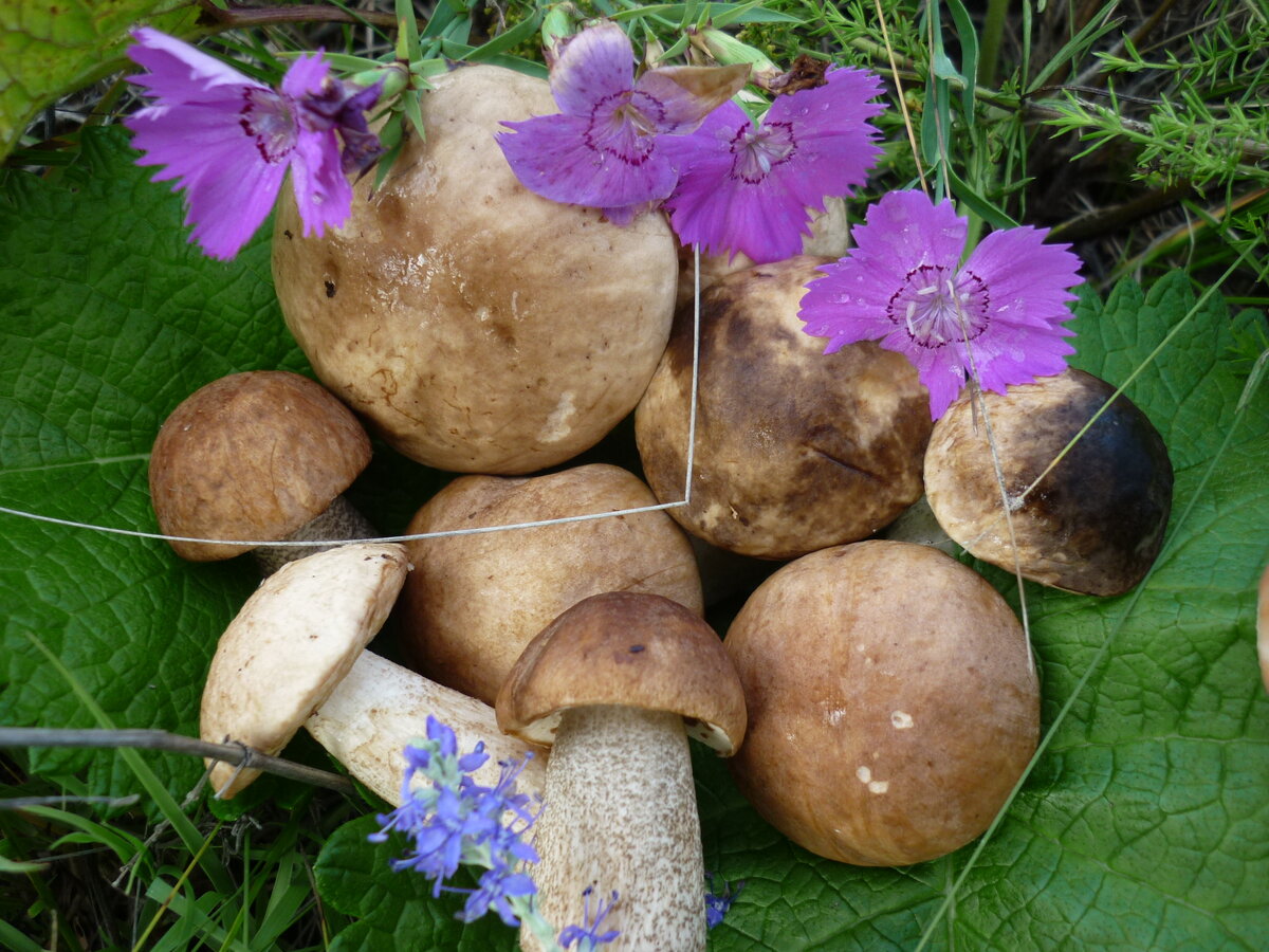 Вот такой натюрморт.