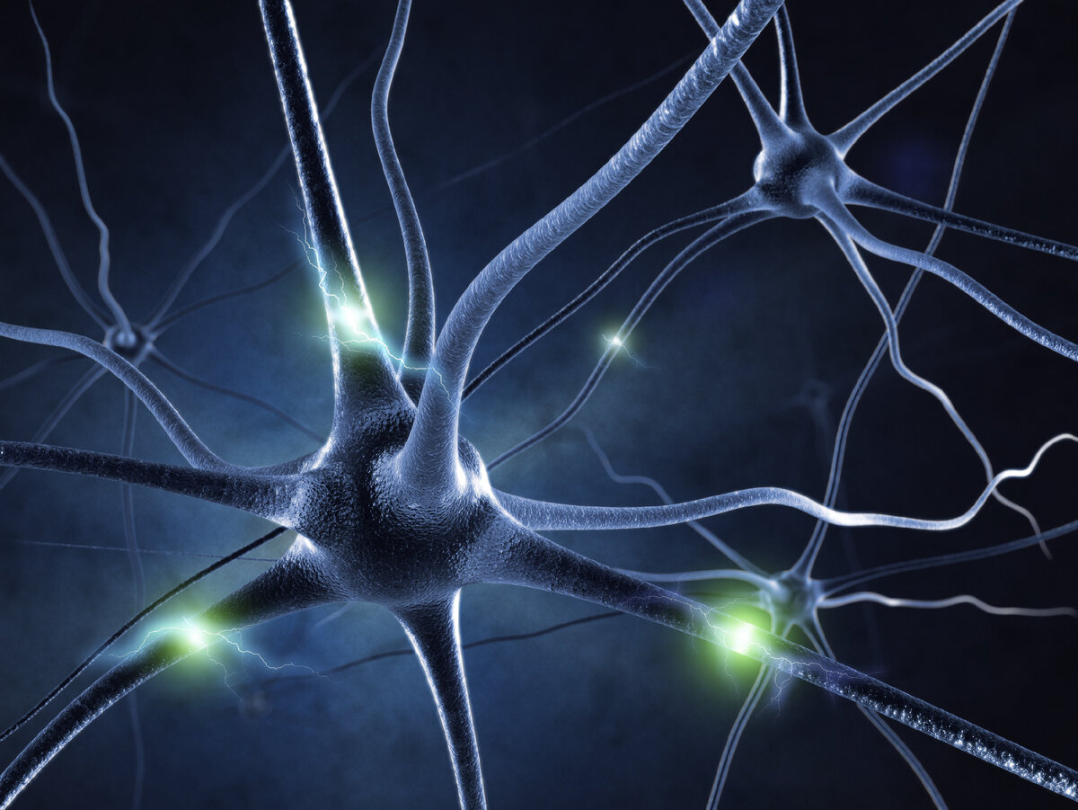 Нейрон клетка головного мозга