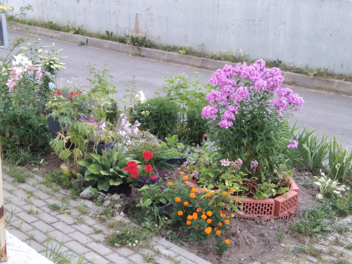 Цветочные горшки с пеларгониями и колеусами под флоксом.