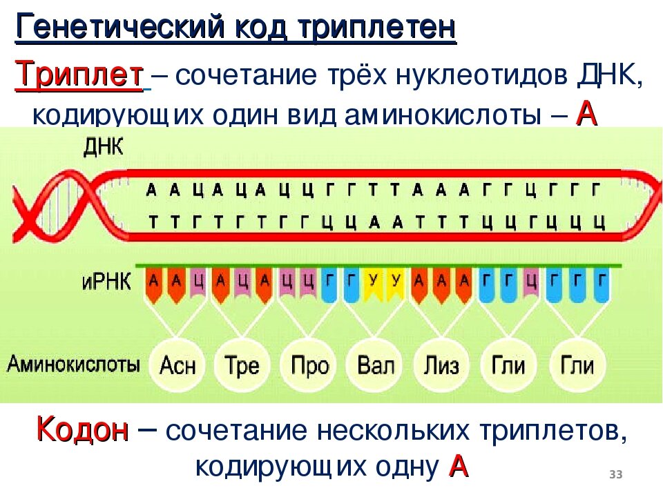 Число нуклеотидов в днк и рнк. ДНК кодоны триплеты. Триплет нуклеотидов. Генетический код триплетен. Енетичеси од.