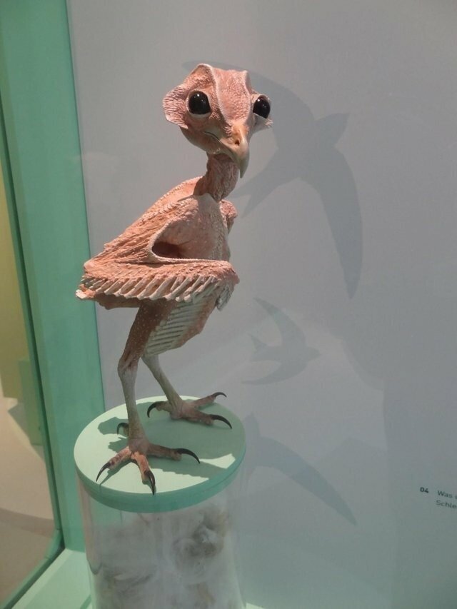Сова Без Перьев
