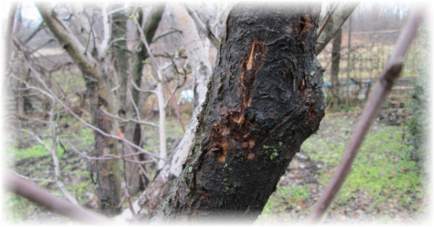 Черный рак является серьезным заболеванием, которое прогрессирует с большой скоростью и способно уничтожить все дерево. Ей подвержены взрослые деревья, которым более 15 лет. При обнаружении на листьях первичных симптомов ее проявления, нужно стремительно приступать к профилактике по его восстановлению, ведь ежедневно она разрастается по растению с огромной быстротой.