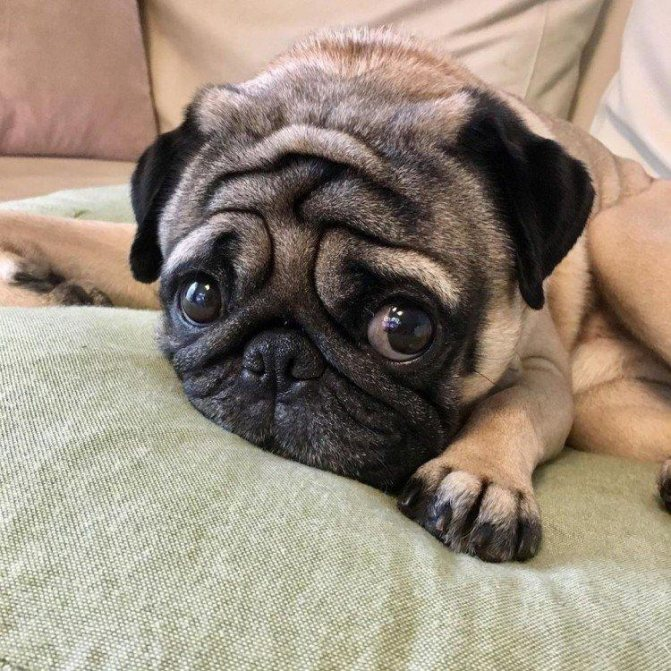 Мопсы в Древнем Китае