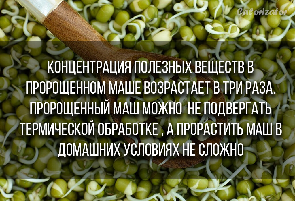 Польза проростков и микрозелени: ценность пророщенных зёрен и всходов для здоровья