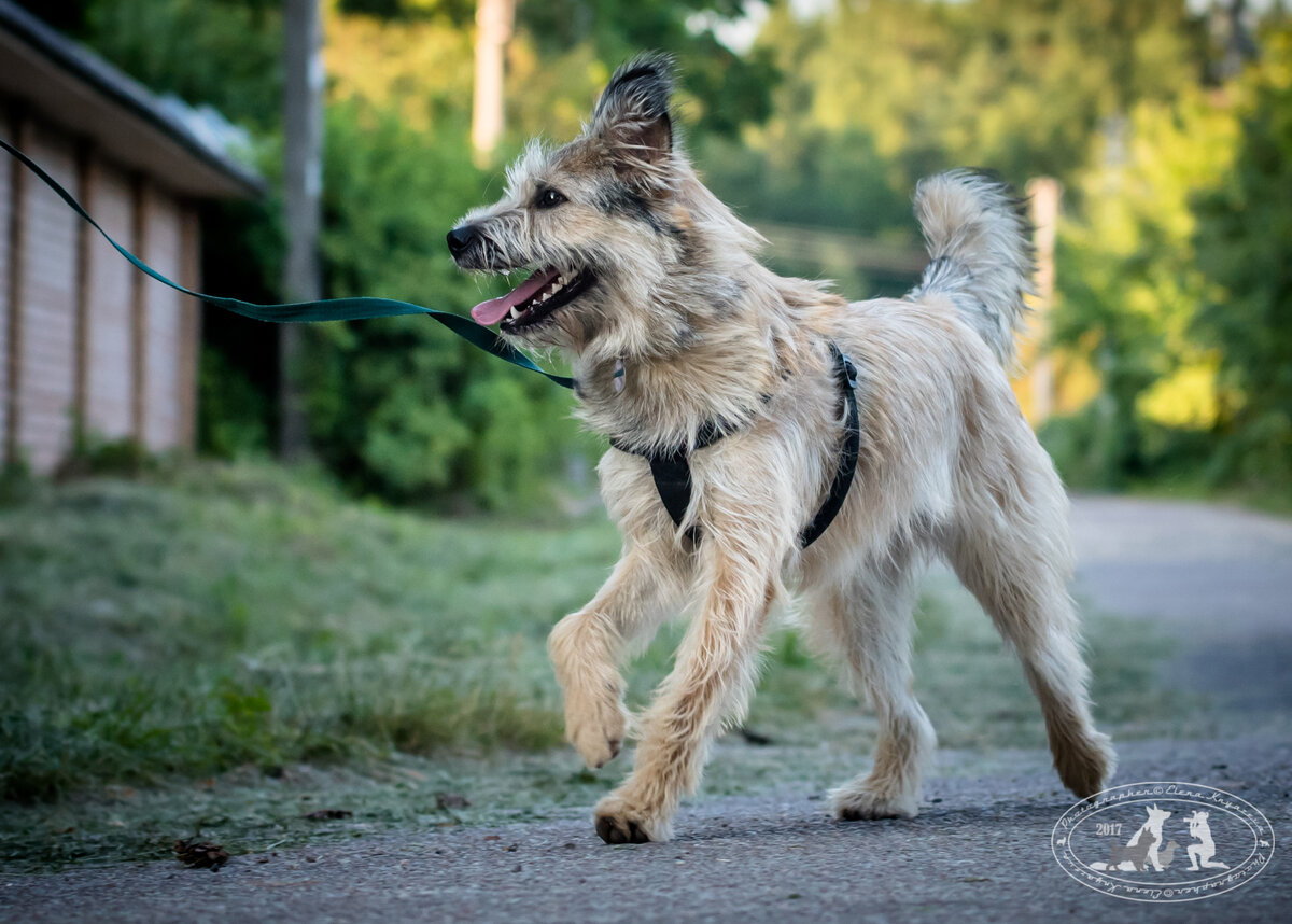 Эта история , к сожалению, привычна для наших городов и улиц! Выброшенные, никому не нужные щенки сидели на обочине, мимо пролетали машины....Жизнь малышей была под угрозой. Проехать мимо я не смогла, пятеро деток погрузили в машину и отправились искать передержку. Несколько месяцев щенкам искали дом и четверо малышей отправились в новые семьи. Судьба Лолы сложилась иначе... Приезжали потенциальные хозяева, но что-то не складывалось, либо Лола была в то время совсем ребенком и требовала постоянного присмотра и ухода, либо люди не вызывали доверия... Так шли месяцы, Лола росла, а те самые хозяева так и не находились. И вот девочке уже 1,2 года. Девчушка стерилизована, имеет паспорт, проходит обучение в кинологической школе. Робкий, пугливый характер требовал работы, так мы и попали в школу для собак. Постепенно малышка становится смелее и образованнее. ПРОДОЛЖАЕМ ПОИСК ДОМА для Лолы, отдадим только самым ответственным, понимающим и заботливым людям. Лола ЧУДО и ждет с нетерпением пап и мам!