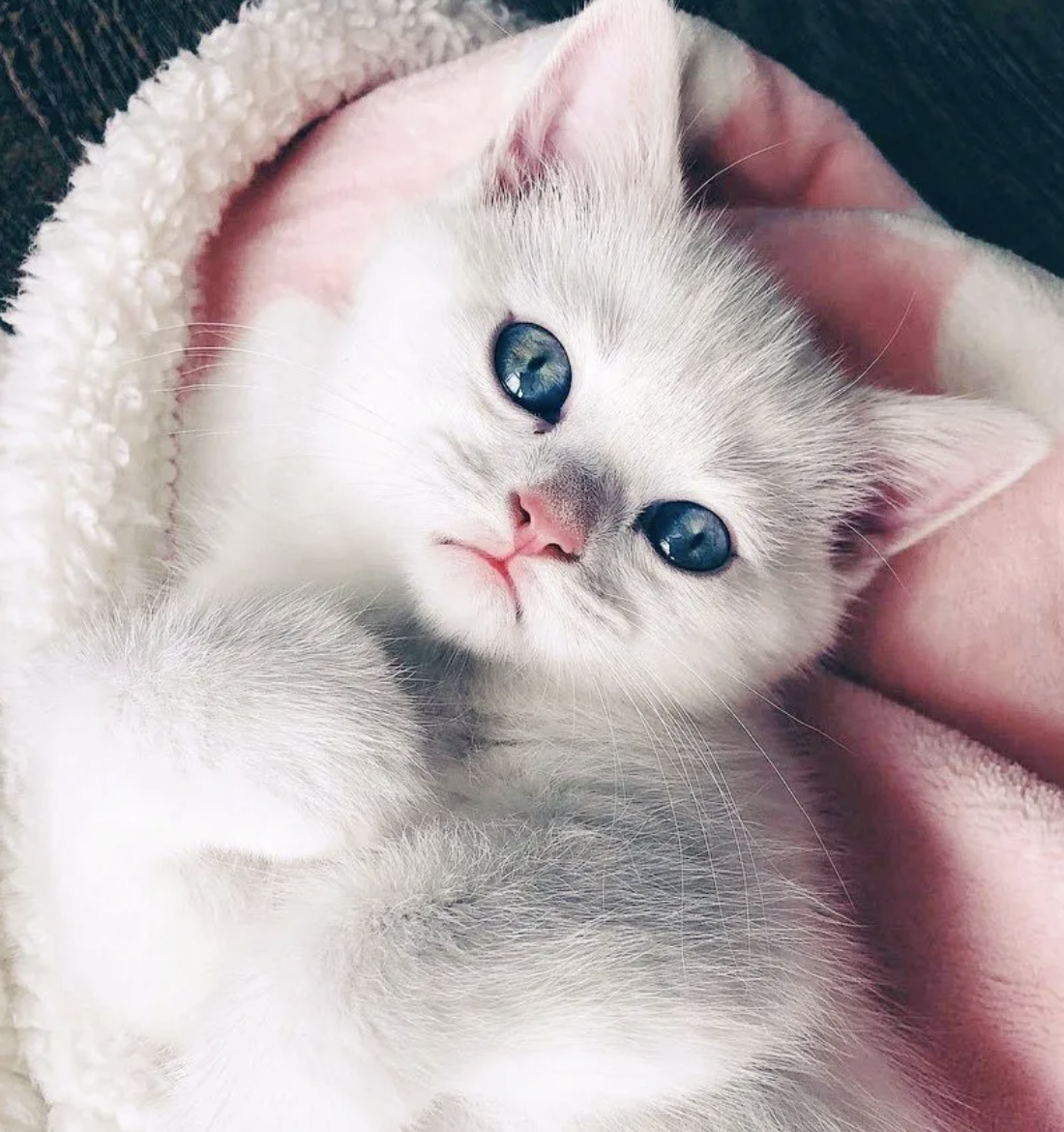 Покажи котенка. Милые котики. Милые кошечки. Милый котенок. Милые котяры