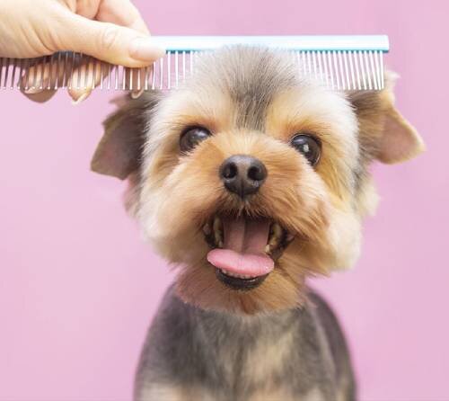 Непременные процедуры в груминге собак