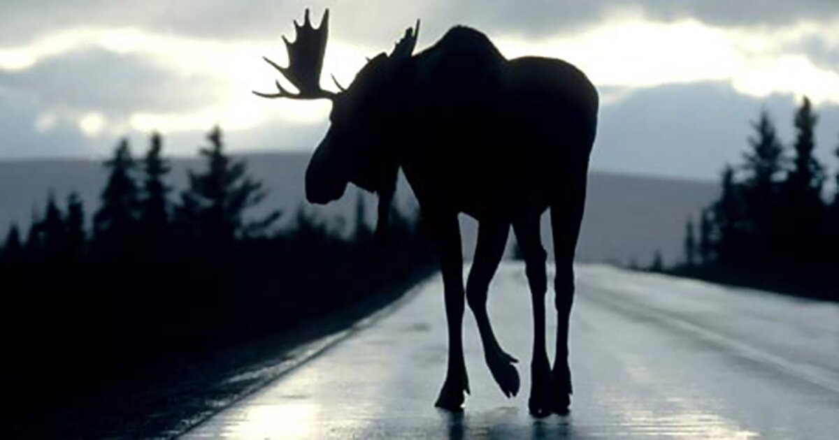 из сети интернет