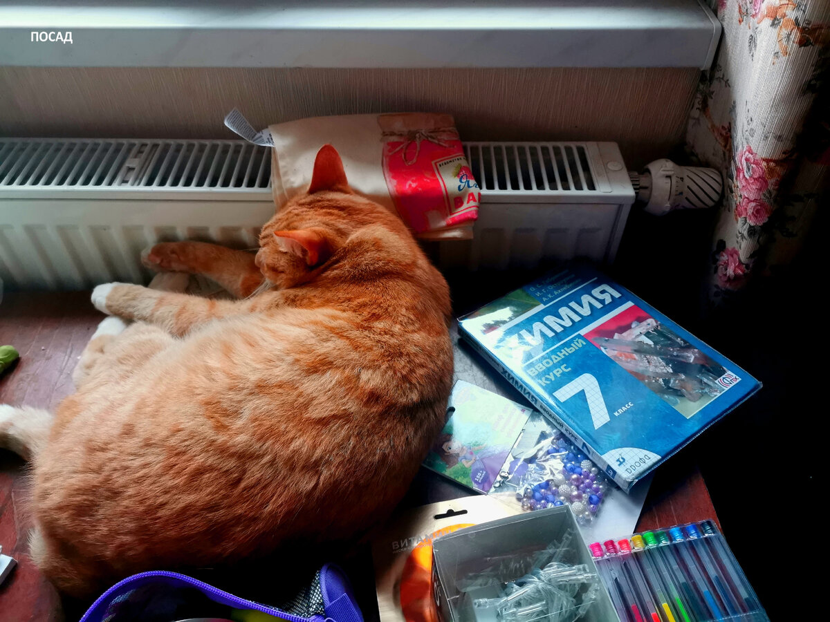 Котики знают, где хорошо и тепло.