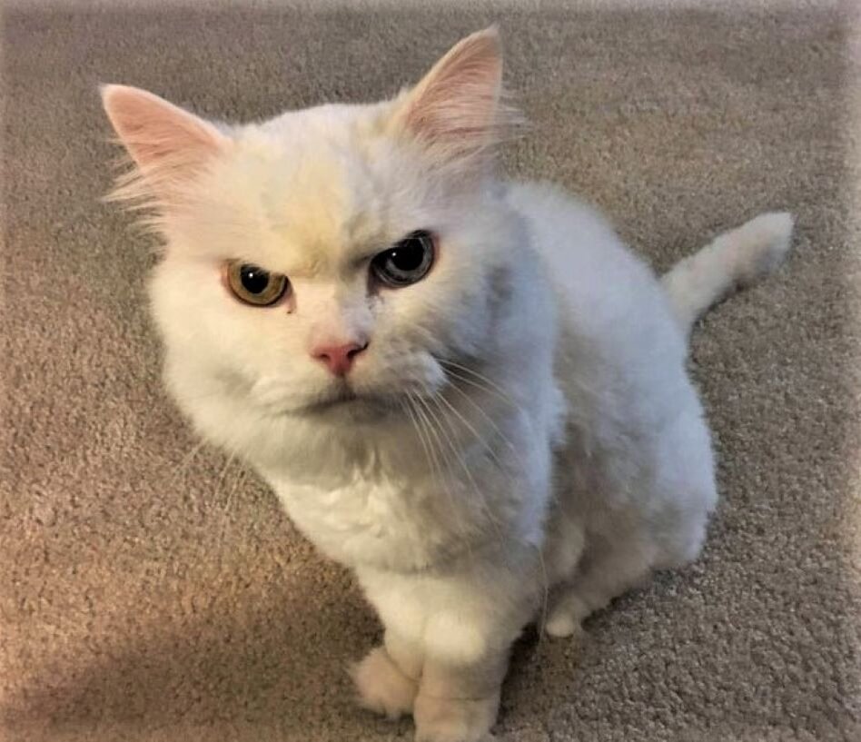 Яндекс картинки