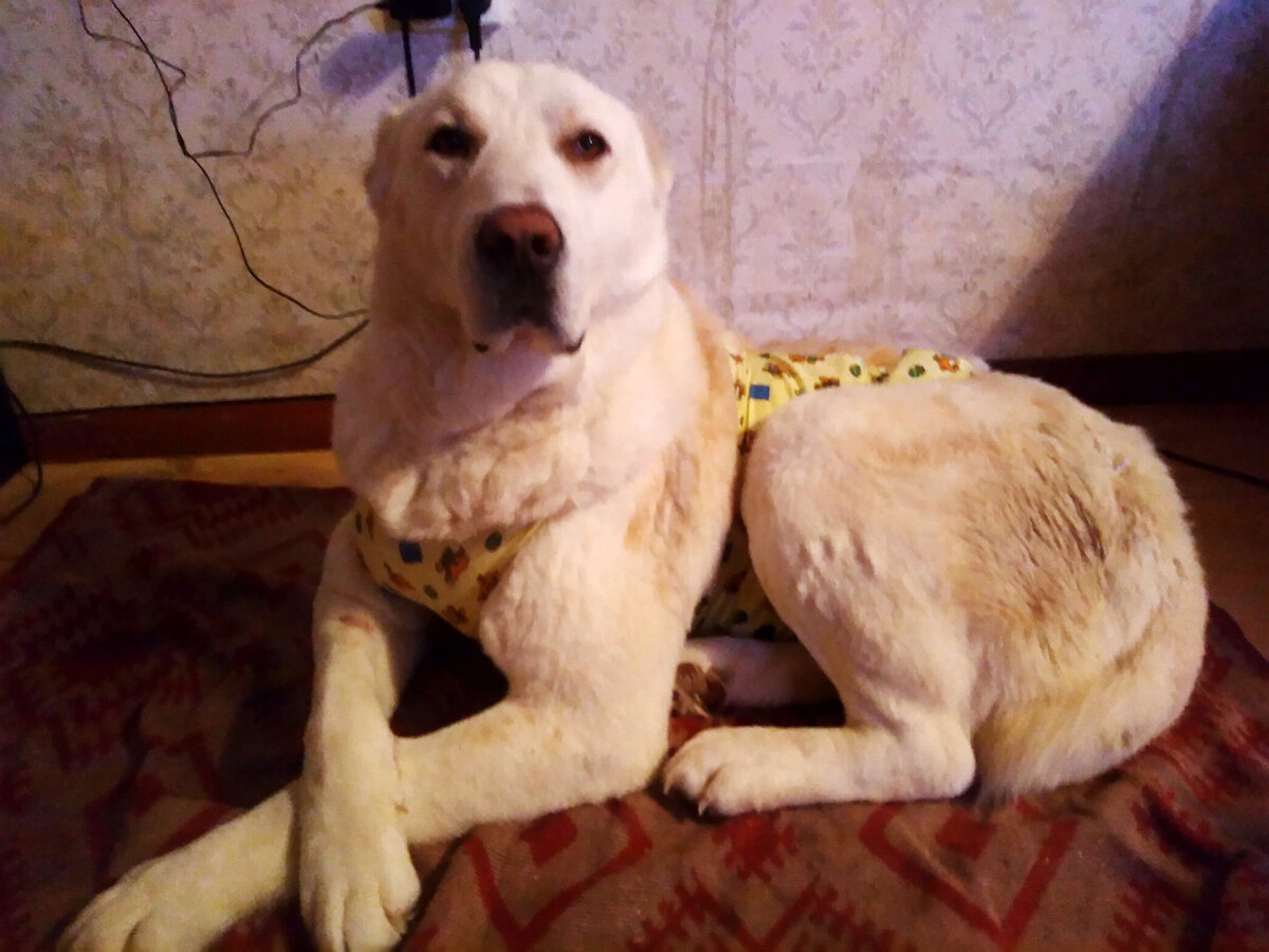 Собака Сальма в недоумении