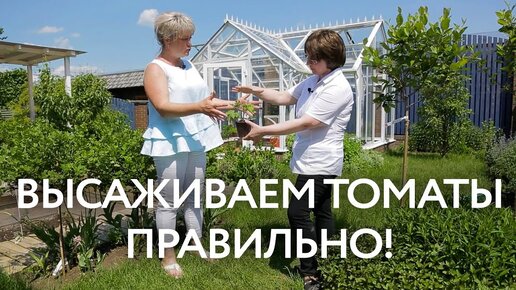 Посадка рассады томатов в теплицу. Как правильно высаживать томаты в теплицу.