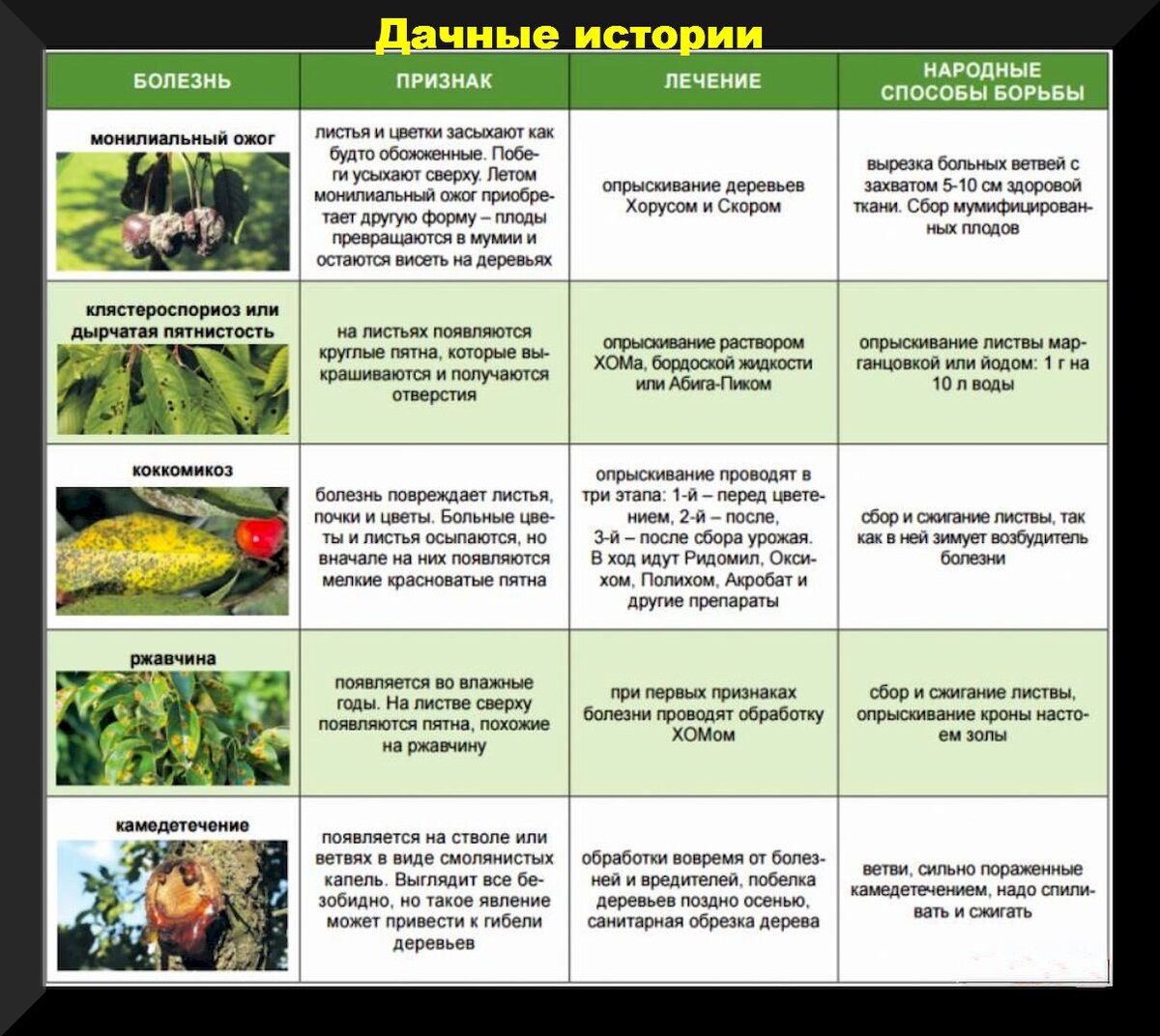 Основные вредители и болезни овощных культур и меры борьбы с ними