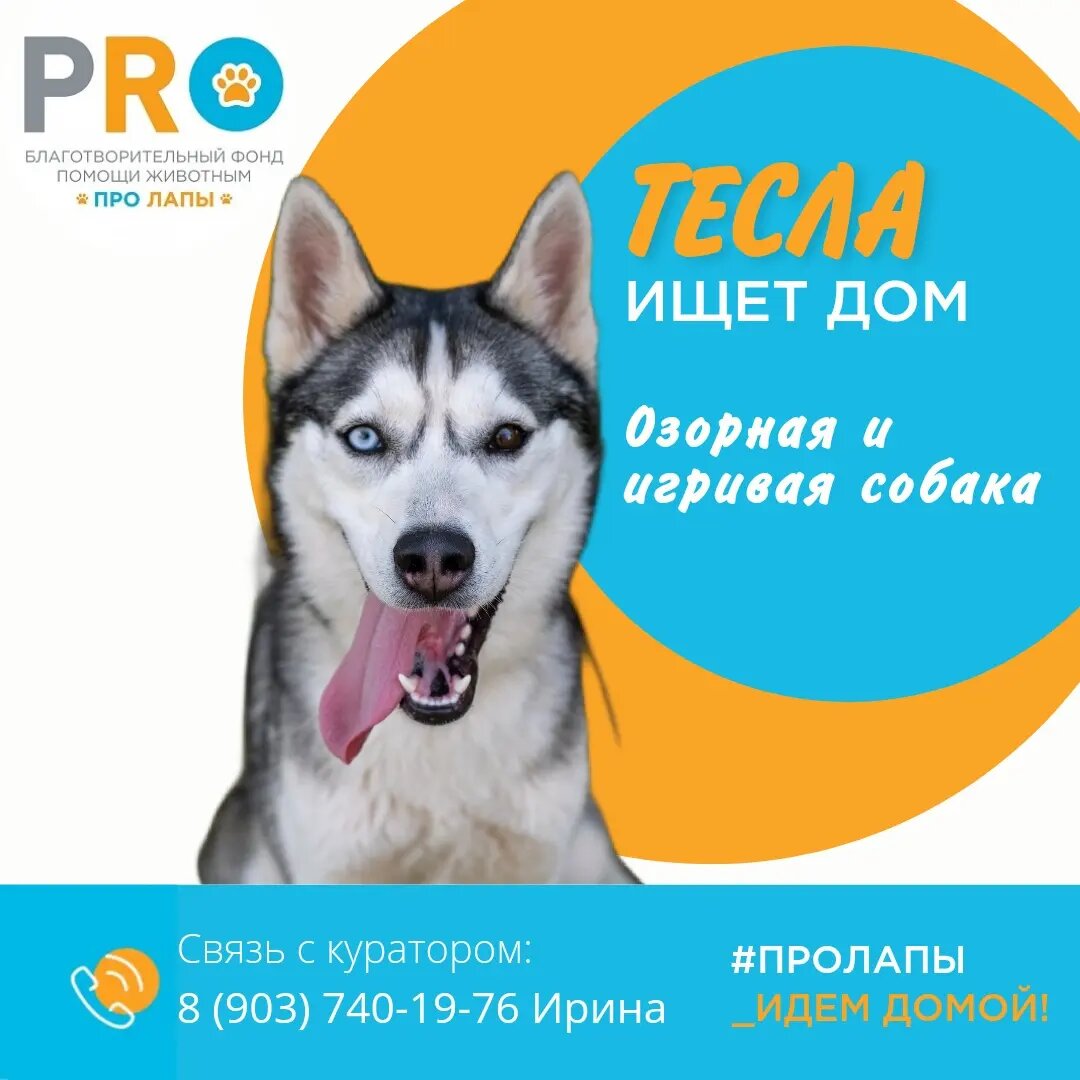 Озорная Тесла в поисках дома и семьи! 🐕‍🦺 | Фонд 