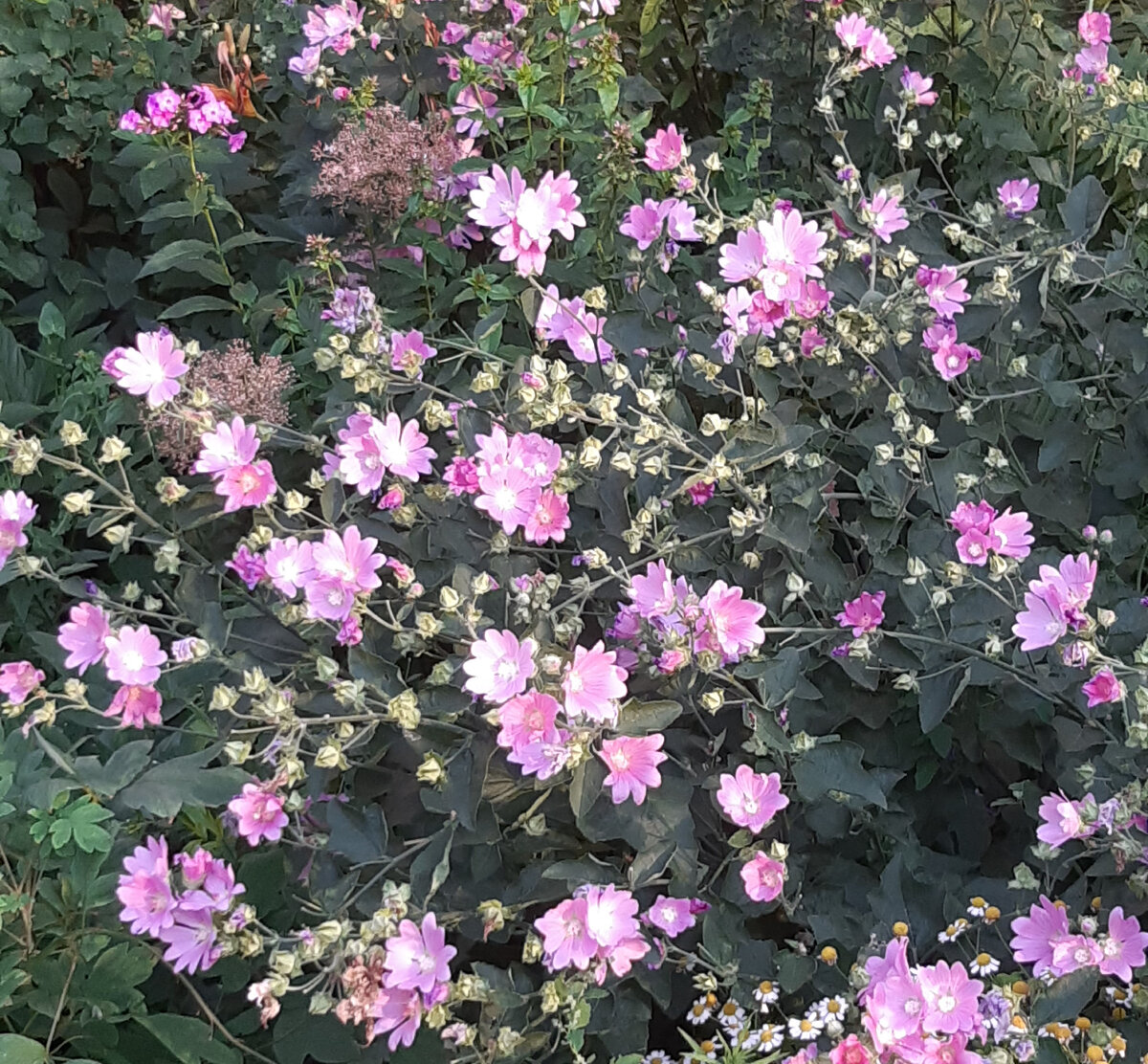 просто цветы