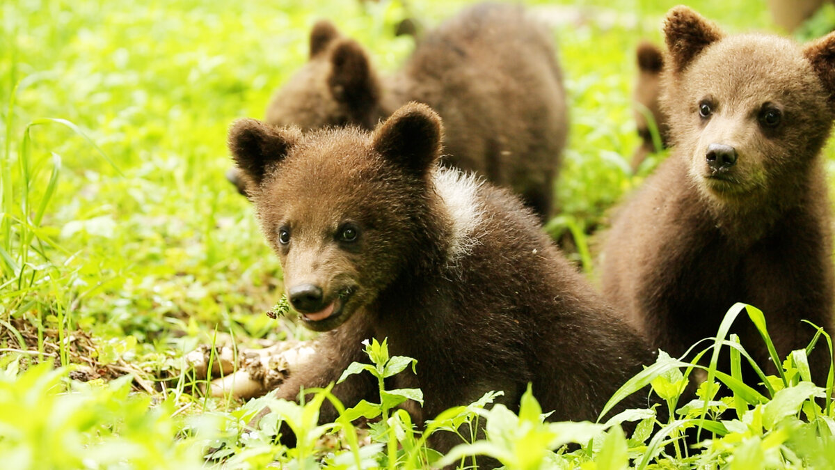 Bear 14. Медвежата. Маленький Медвежонок. Медведь фото. Медвежонок картинка.