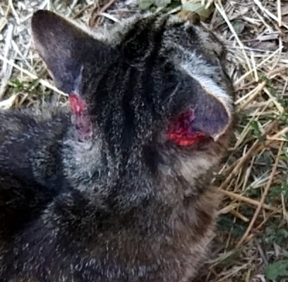 Фото не передает весь масштаб проблемы