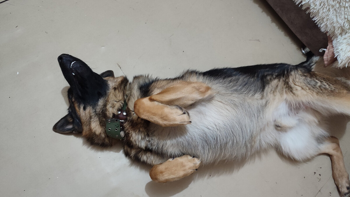 Мой "Придиванный коврик". Босс-немецкая овчарка, возраст 1 год 9 месяцев.