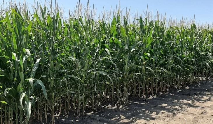    США намерены защищать свой экспорт ГМО кукурузы в Мексику