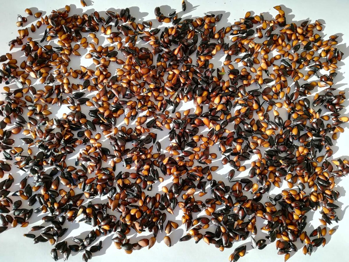 семена груши