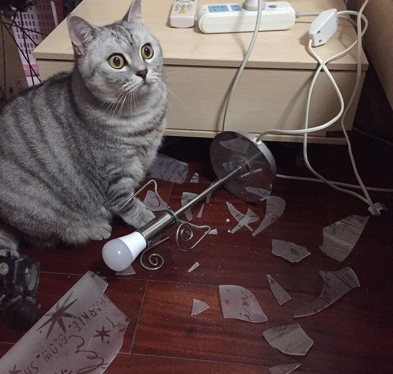 Кот разбил. Кот разбил вазу. Нашкодивший кот. Кот разбил лампу. Разбитый кот