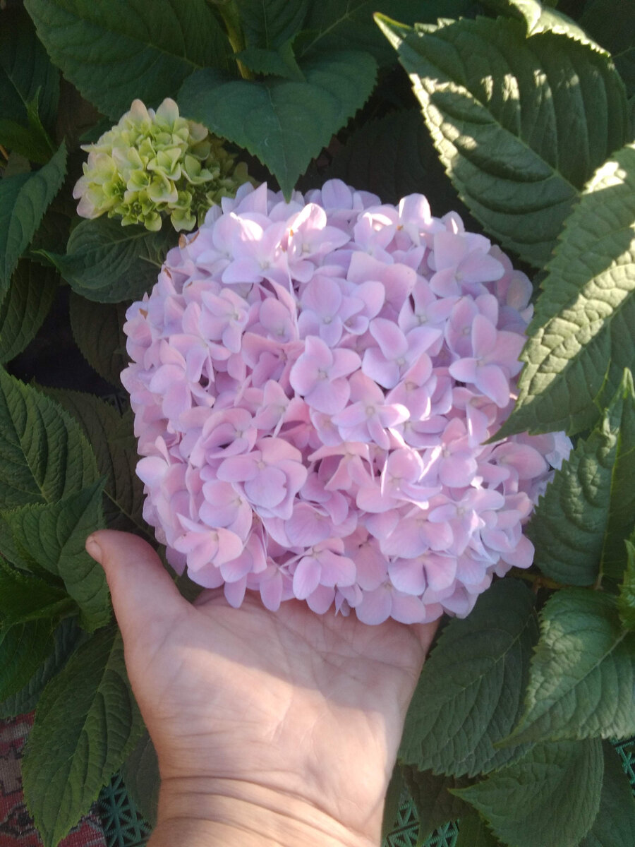 Гортензия крупнолистная Hydrangea macrophylla Hamburg