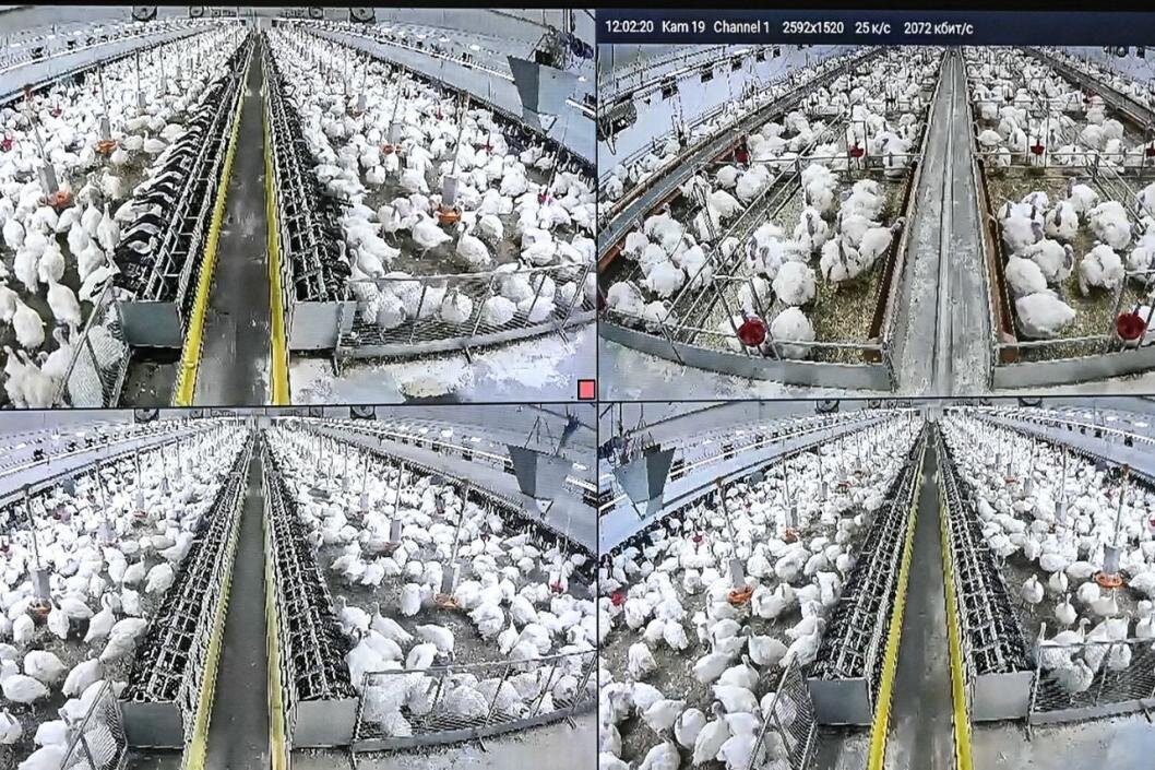 Фото: Сергей Елесин, ИА "Тюменская линия"