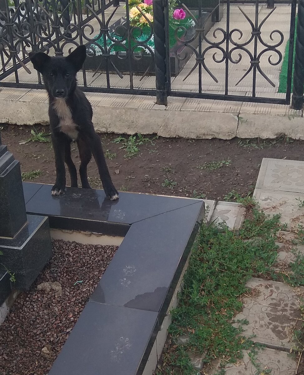 Черныш внимательно следит за Юрой. Никак не понимает, что нельзя ходить по могилам.